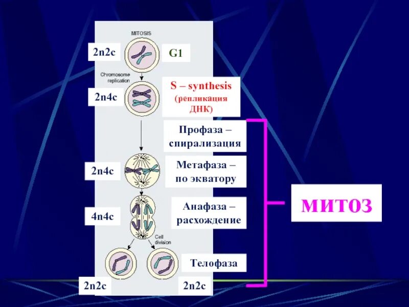 Митоз 1 фаза 2 фаза 3 фаза 4 фаза. 4н4с митоз. Метафаза мейоза 2. Телофаза мейоза 2.