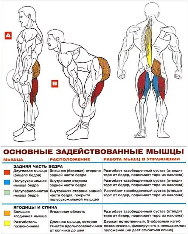 Румынская тяга техника выполнения для мужчин. Мышцы задействованные при становой тяге. Мертвая тяга какие мышцы. Румынская тяга мышцы задействованы. Румынская тяга со штангой техника выполнения.