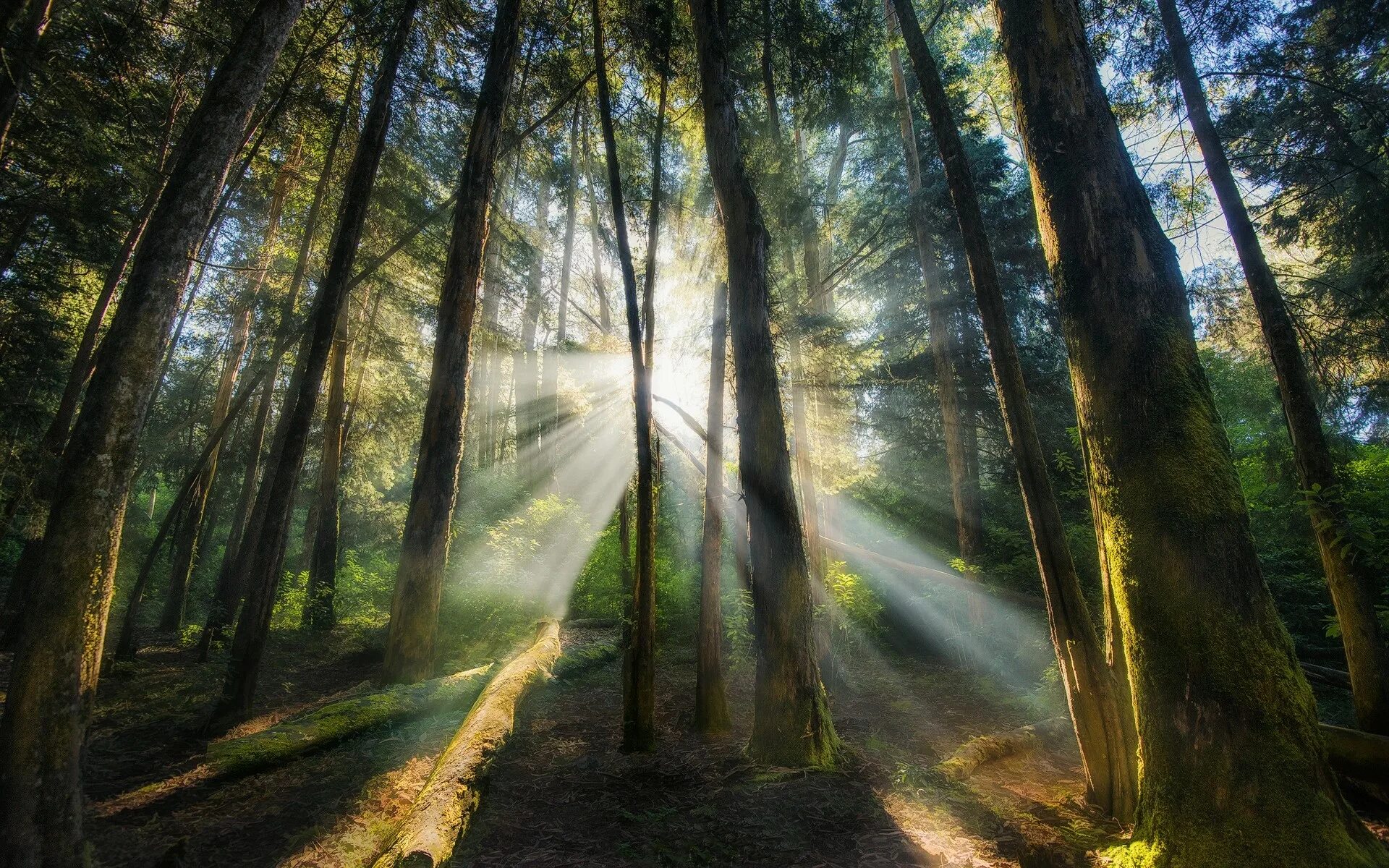 Луч света в лесу. Утро в лесу. "Солнце в лесу". Красивый лес.