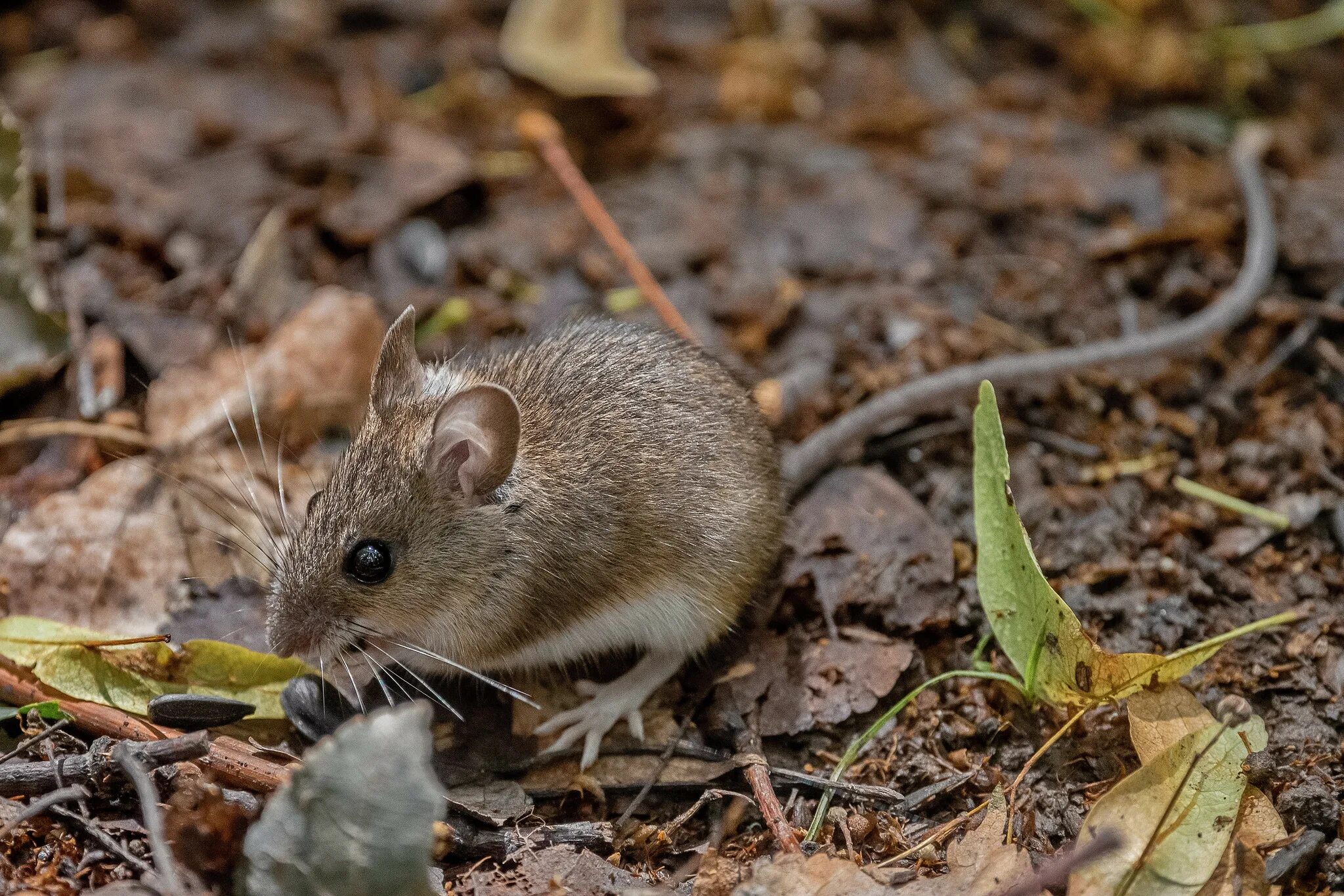 Желтогорлая мышь. Apodemus uralensis. лесная мышь (apodemus sylvaticus). желтогорлая полевка. желтогорлая мышь apodemus flavicollis.