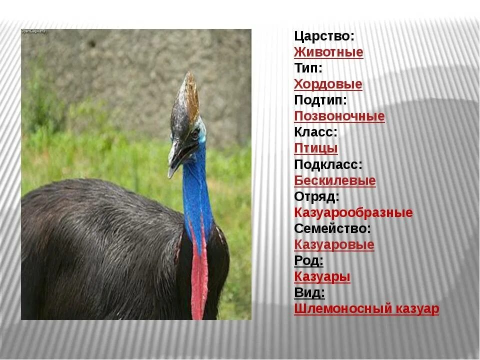 Царство тип подтип
