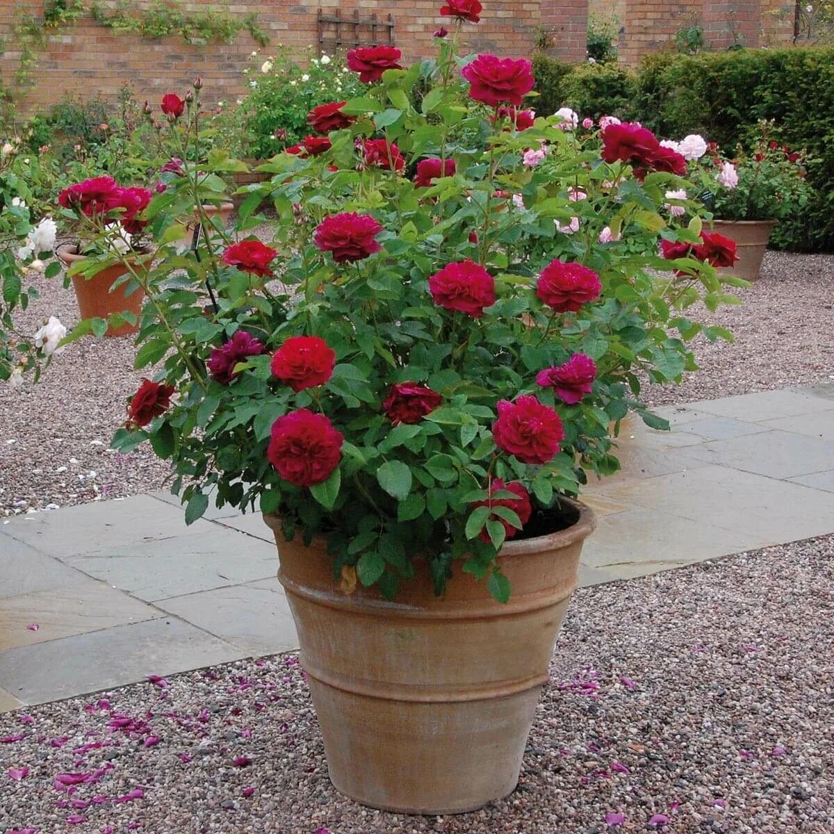 роза остина вильям шекспир. роза остина вильям шекспир 2000. Rosa william shakespeare 2000. Rosa william shakespeare 2000. Rosa william shakespeare 2000.