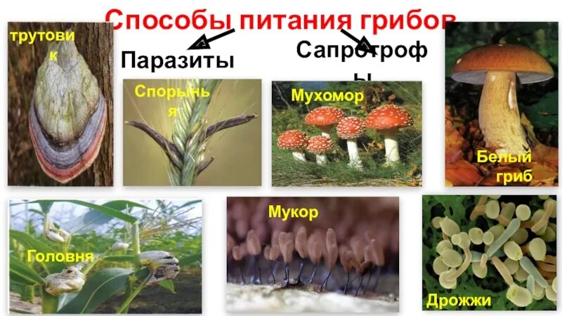 Трутовик симбионт. Паразитические и сапротрофные грибы. Сапротрофные грибы. Грибы сапротрофы примеры. Примеры сапротрофных грибов.