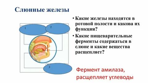 Какие вещества расщепляются в ротовой полости