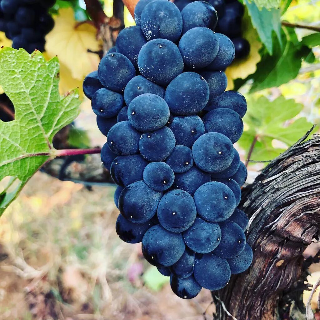Нуар сорт винограда. Виноград пино нуар. pinot noir сорт винограда. сорт винограда пино. пино нуар сорт.