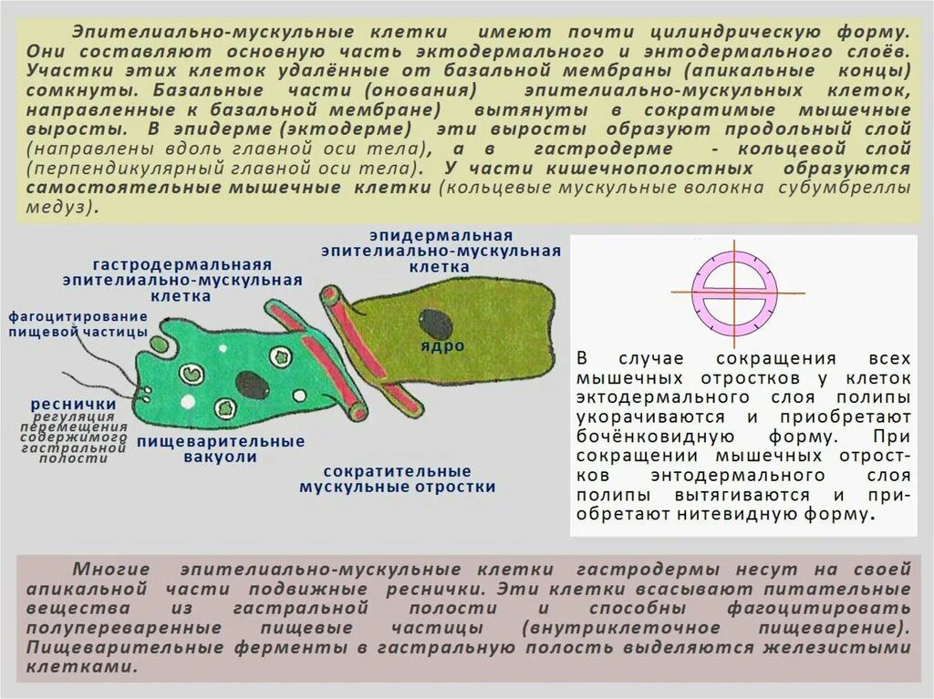 Кожно мускульная клетка передвижения. Строение кожно мускульной клетки гидры. Эпителиально мускульные пищеварительные клетки строение. Кожно мускульная клетка строение и функции. Кожно мускульные клетки гидры функции.