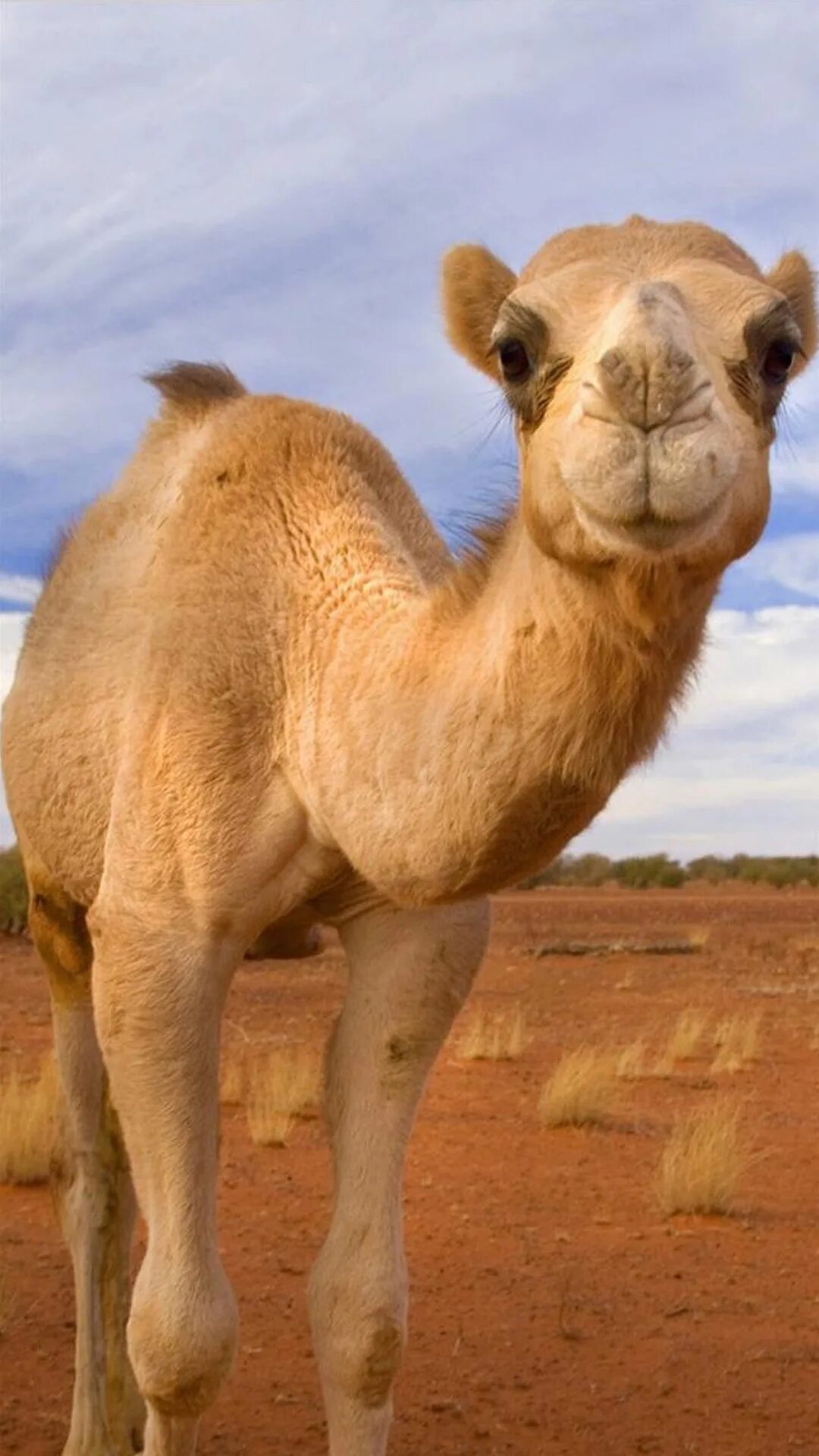 верблюд. верблюд плюет. верблюд плюется. смешной верблюд. косой верблюд.