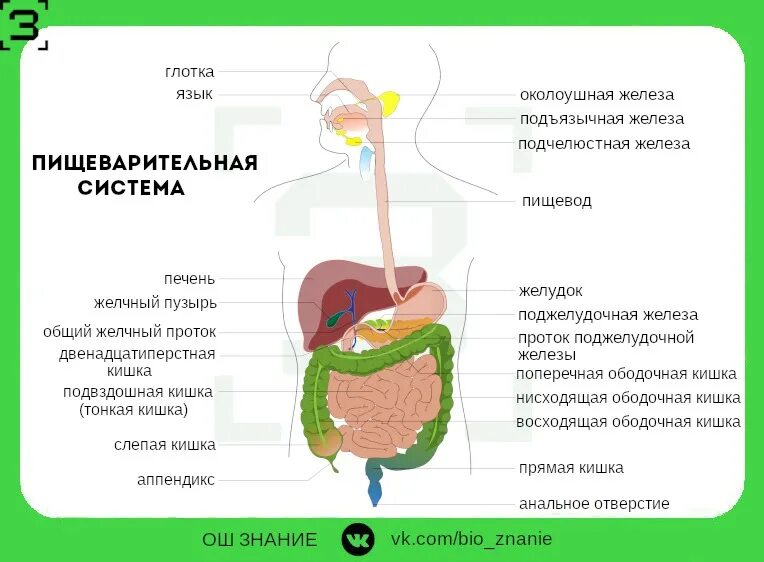 Преобразование пищи в пищеварительной системе человека огэ. Строение пищеварительной системы егэ биология. пищеварительная система человека егэ по биологии. строение пищеварительной системы человека егэ. пищеварительная система человека таблица егэ.