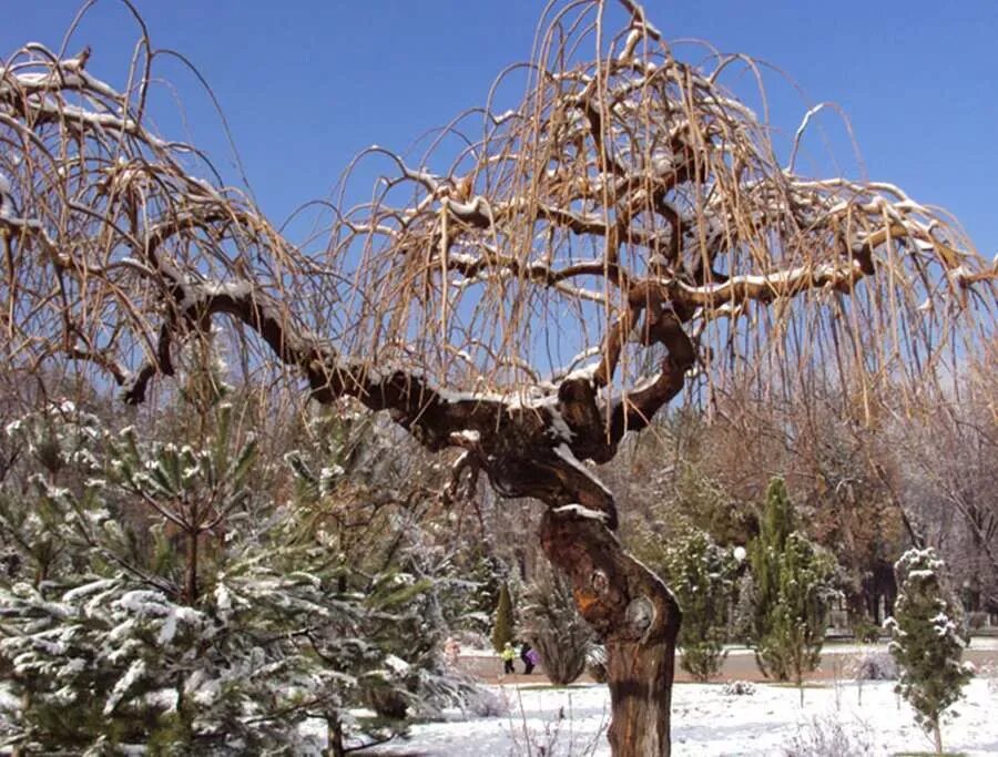 Дерево растет зимой. Ива гибридная фантазия. Ива Шабурова. Ива гибридная (сорт 'шаровидный карлик'). Ива плакучая фантазия гибридная.
