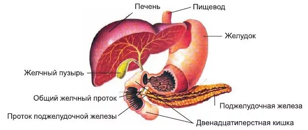 Строение желудка печени и поджелудочной железы. Желудок поджелудочная железа печень желчный пузырь анатомия. Строение пищеварительных желез человека. Строение пищеварительных желез:печени. Больших пищеварительных желез