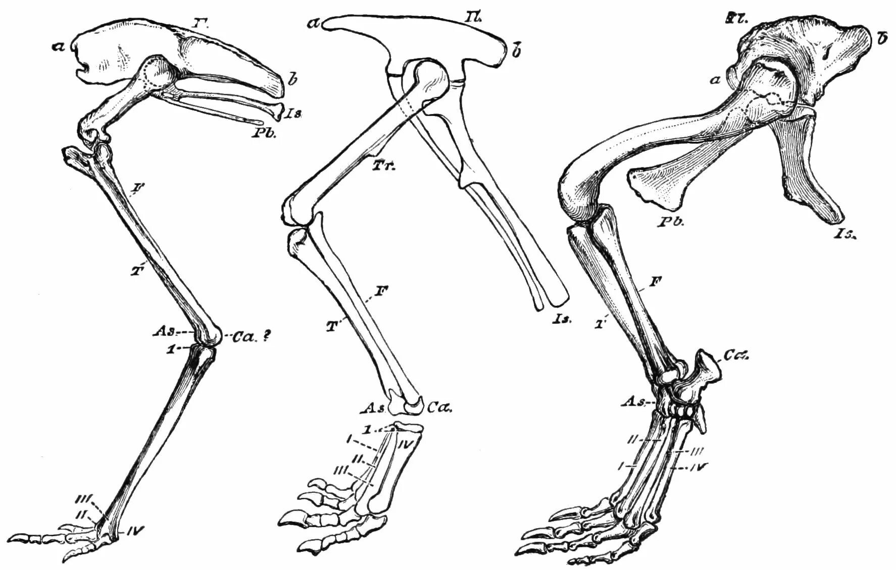 Рассмотрите задние конечности птиц большинство костей стопы. Структура скелет задних конечностей. Скелет лапы курицы. Скелет конечности птиц строение. Скелет задней конечности голубя.