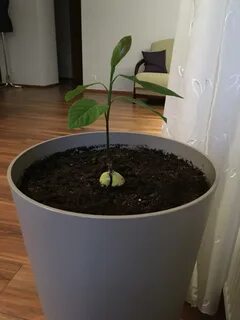 Грунт для авокадо