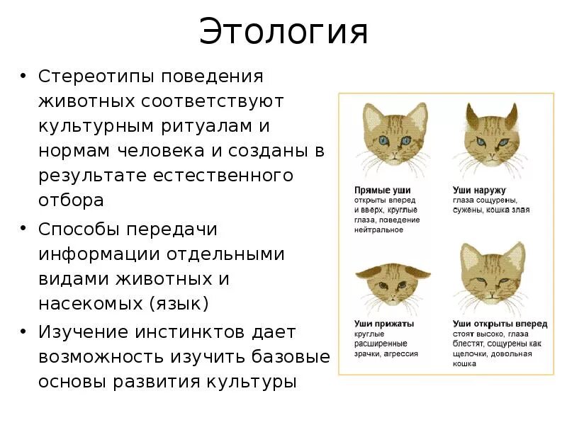 Поведение животных 6 класс. Этология животных. Стереотипное поведение животных. Этология презентация. Поведение животных этология.