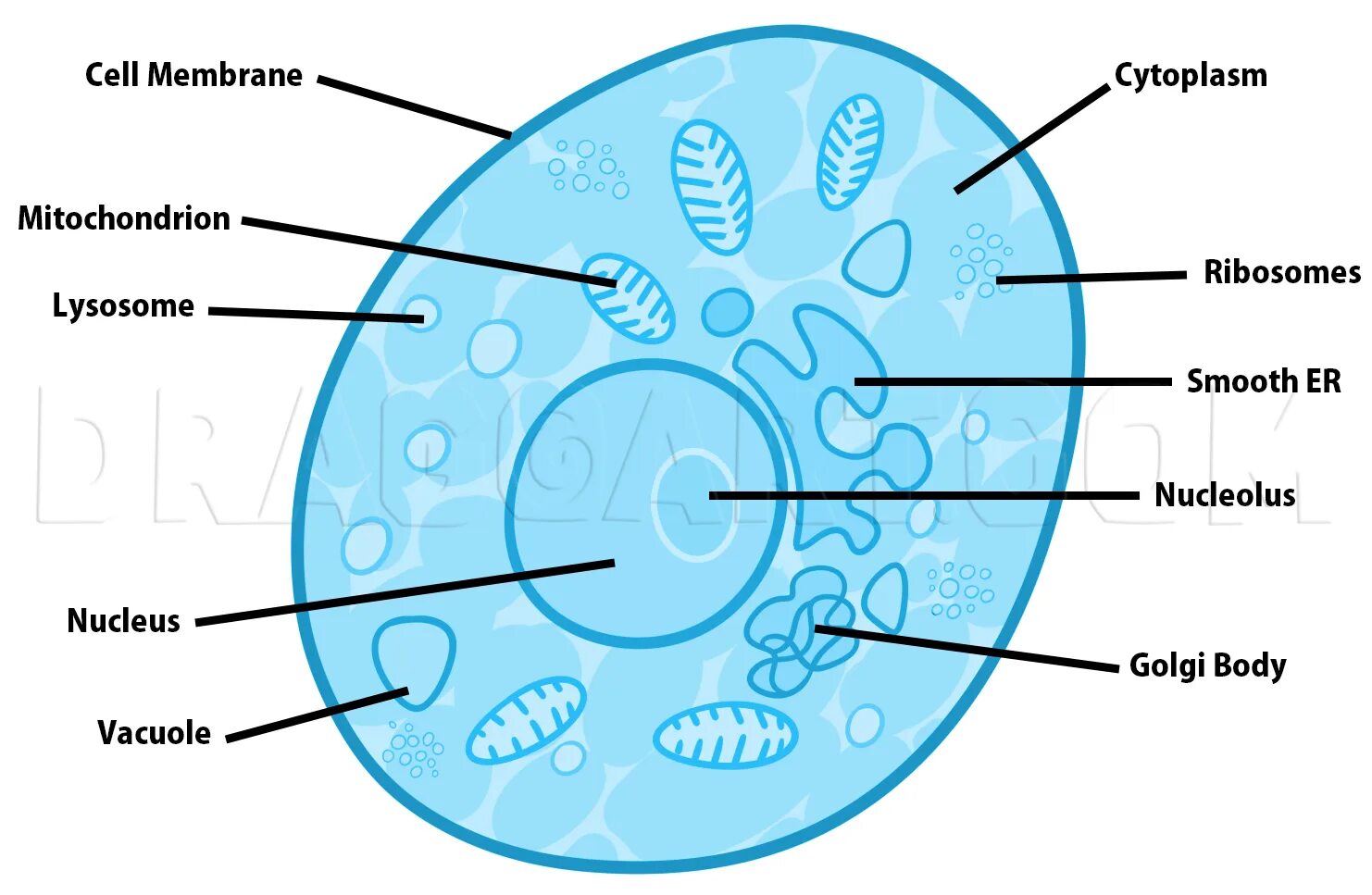 Step cell