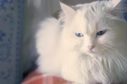 White cat. White Angora cat in a profile on a dark background #Sponsored , #Spon