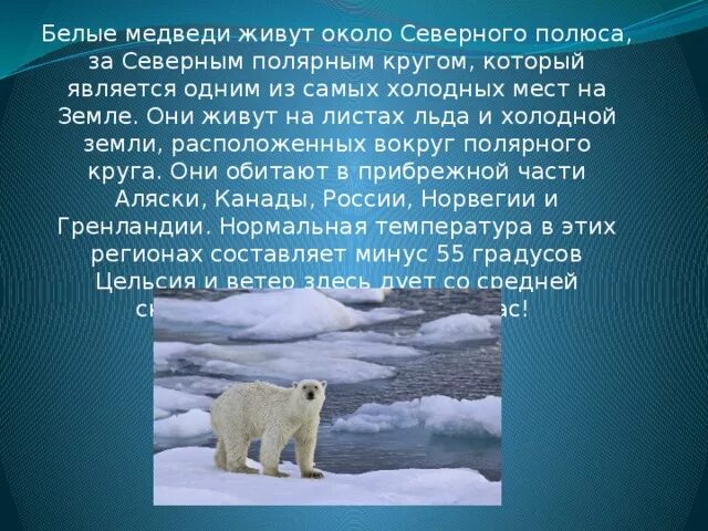 Где живут белые медведи на каком. Белый медведь Северный полюс. Белые медведи живут на Северном полюсе. Белый медведь живет на севере. Белый медведь на севере.