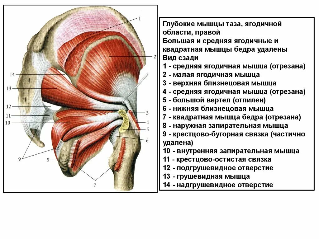 Собственная фасция бедра. Внутренняя запирательная мышца ягодицы. Мышцы таза средняя ягодичная. Мышцы таза спереди.