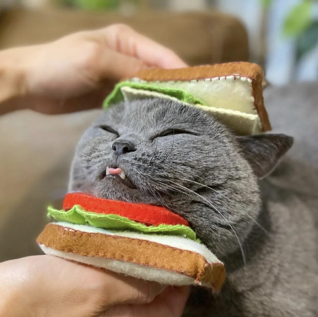 Кот еда мем. Котик с едой. забавные котики с едой. котейка с едой. смешные коты с едой.