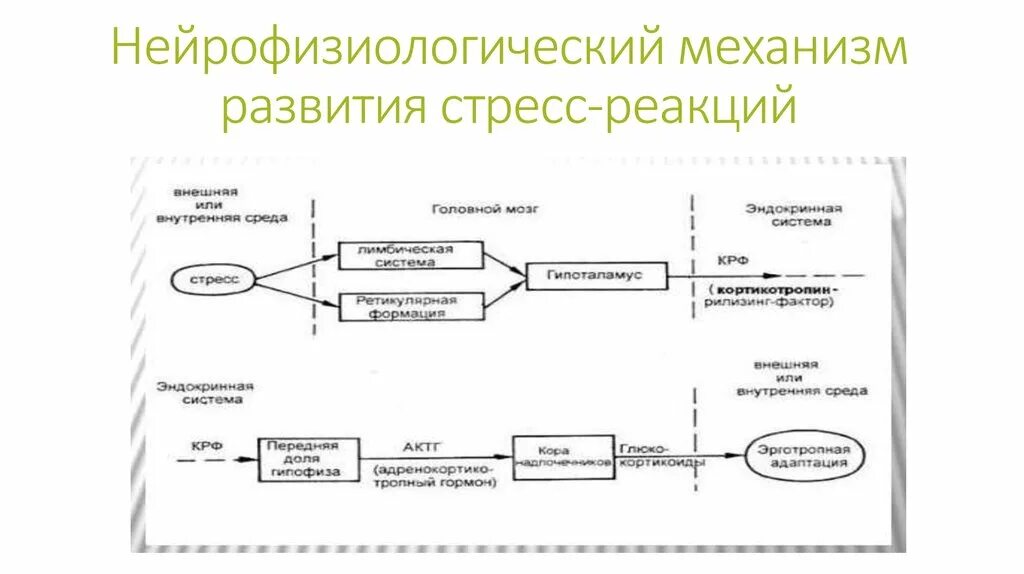 Физиологический механизм развития стресса. Механизм развития стресс реакции. Схема развития стресс-реакции (по г.н. Кассилю, 1975). Механизм развития стресс-реакции стадии. Механизмы развития стресса