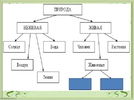 Заполни схему животное