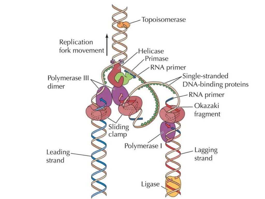 ДНК полимераза репликация ДНК. Схема репликации ДНК ферменты. Репликация ДНК полимераза. Фермент ДНК-полимераза-III.
