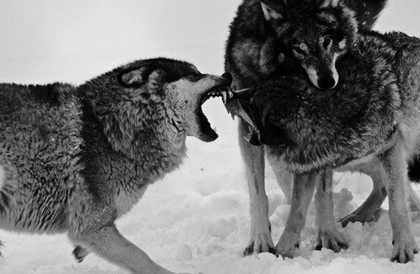Wolf Behavior Claire Gribbin Flickr
