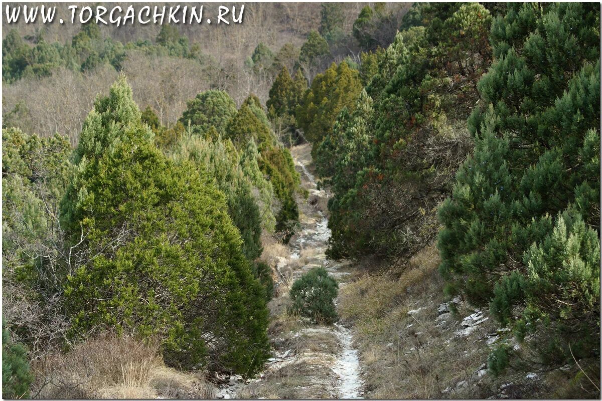 можжевеловое редколесье кавказ. шесхарисское можжевёловое редколесье новороссийск. шесхарисское можжевеловое редколесье. шесхарисское можжевеловое редколесье. шесхарисское можжевеловое редколесье.