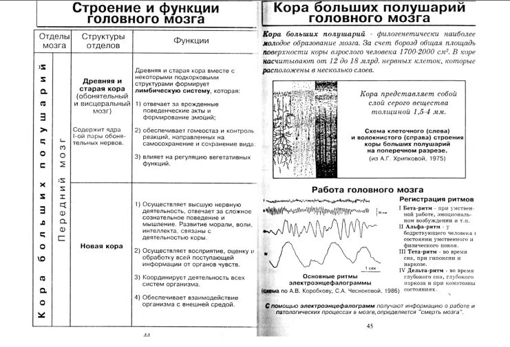 Таблица функции отделов головного мозга 8 класс. Кора головного мозга функции таблица. строение и функции коры больших полушарий головного мозга таблица. функции долей головного мозга таблица. доли коры головного мозга таблица.