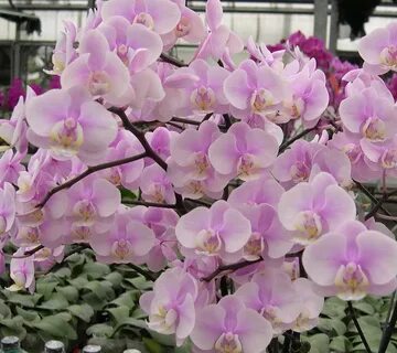 Орхидея сара бланш.