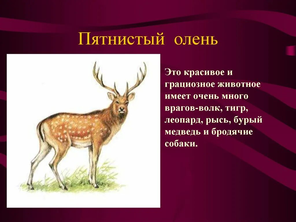 Уссурийский пятнистый олень описание. Пятнистый олень. Животные из красной книги. Краснокнижный пятнистый олень.