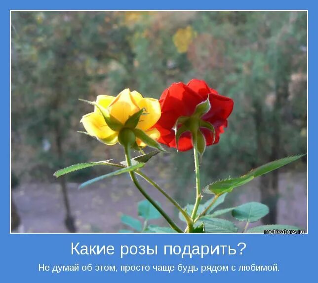 Цветы от любимого цитаты. Фразы про цветы. высказывания о цветах. высказывания про цветы. цитаты про цветы.