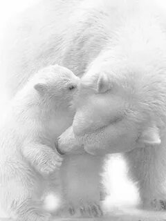 Bear touch