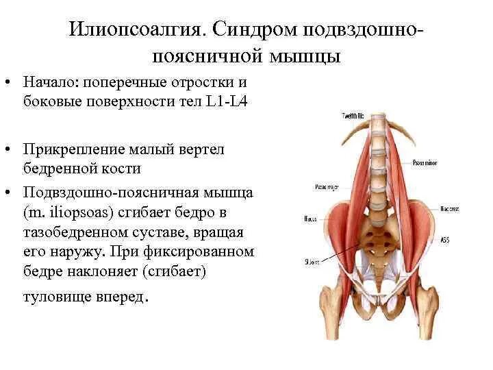 Сильная боль в подвздошной. Подвздошная мышца упражнения. Подвздошно-поясничная мышца функции. Малая поясничная мышца начало прикрепление функции. Подвздошно-поясничная мышца крепление.