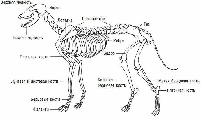 Выберите особенности строения скелета изображенного на рисунке. Скелет млекопитающих схема. Строение скелета млекопитающих. Скелет животного с подписями. Скелет млекопитающего с подписями.