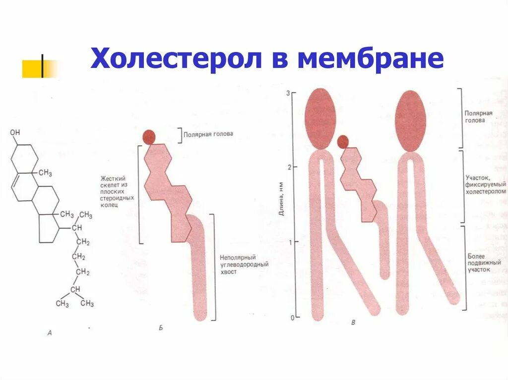 Синтез липидов мембраны. Холестерол текучесть мембран. Холестерин в мембране. Холестерин в мембране клетки. Холестерол в МЕМБРАНЕМЕМБРАНА клетки.