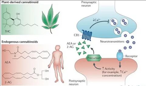 Plant derived