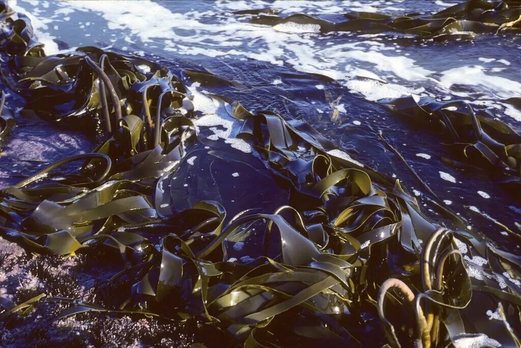 Это вечность где в морской воде. Морская капуста ламинария. Морская капуста ламинария в море. Laminaria морская капуста берег. Бурые водоросли ламинария.