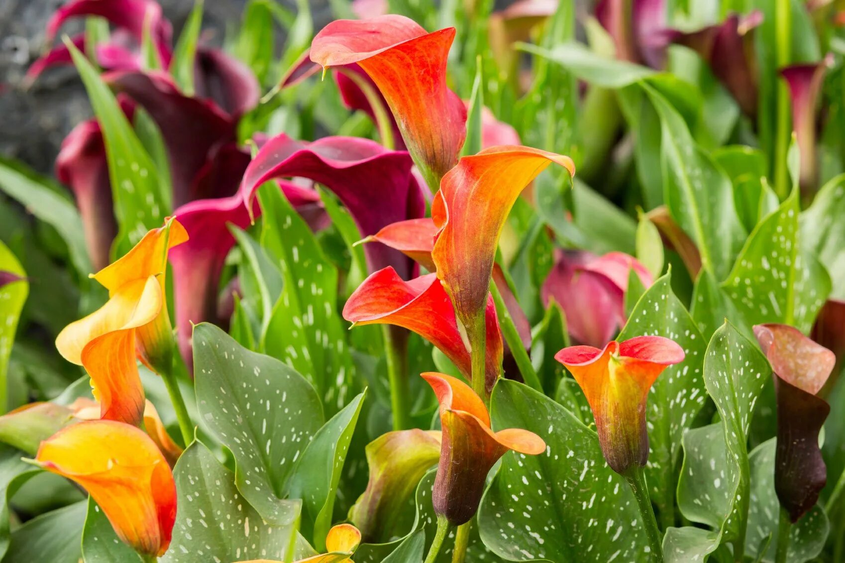 Калла зантедеския. Калла (zantedeschia) пако. Коала цветок уличный. Калла оранж каунти. Калла эфиопская (белокрыльник).