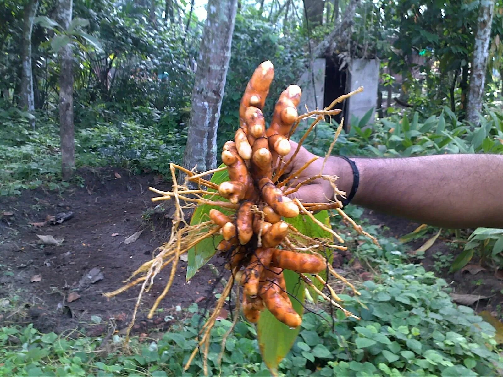 #Growing in #abundance is how these #turmeric plants expressed their #gratitude 