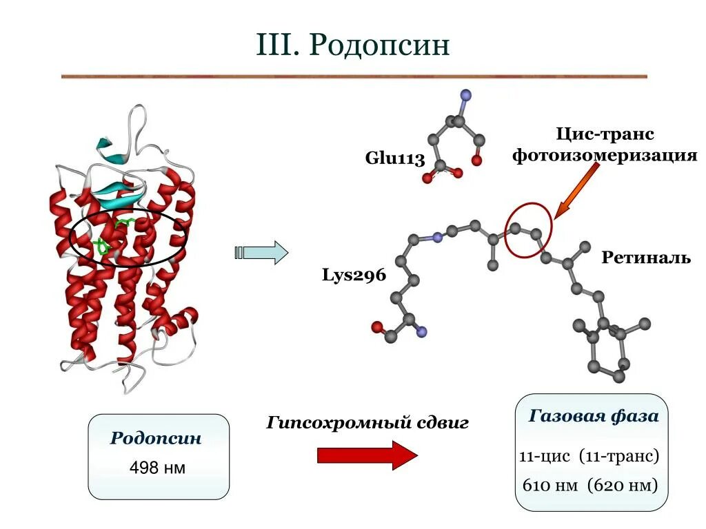 Белки пигменты. Родопсин и ретиналь. Родопсин структура белка. Родопсин функция белка. Родопсин и йодопсин.