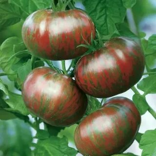 Амурский тигр розовый отзывы