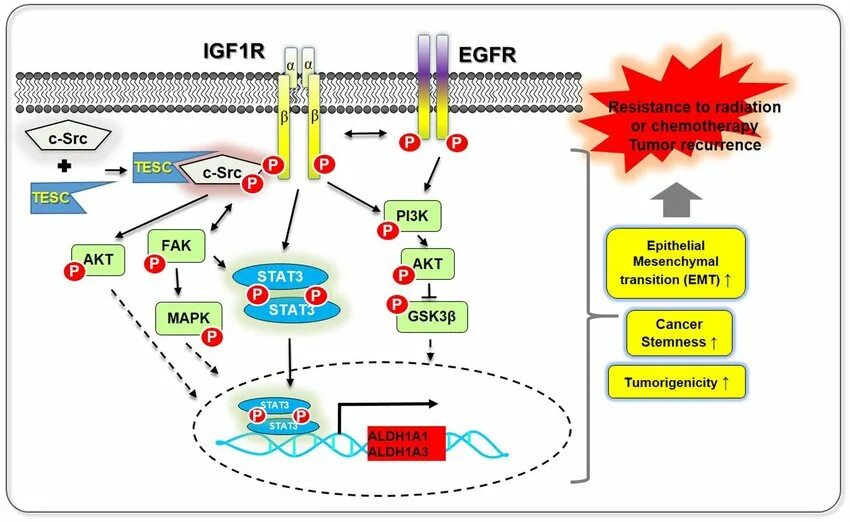 Src am. EGFR пути активации. Киназа. Stat3 сигнальный путь. 1. Схематическое строение EGFR..