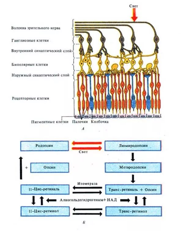 Волокна зрительного нерва. Строение сетчатки глаза физиология. Биполярные клетки зрительного анализатора. Биполярные клетки сетчатки. Сетчатка родопсин палочка