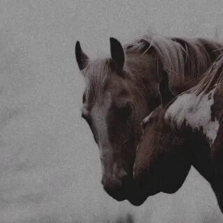 Broken horses