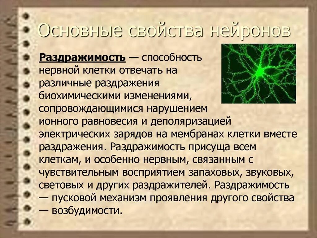 Свойства нейронов. Свойства нервных клеток. Основные свойства нейронов. Раздражимость клеток свойство. Нервная свойства сократимость