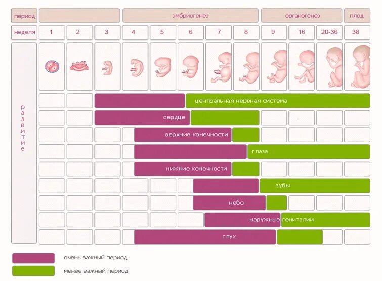 Срок беременности. Календарь беременности. Календарь по беременности по неделям. Календарь беременности поинеднлям. До скольки недель можно заниматься