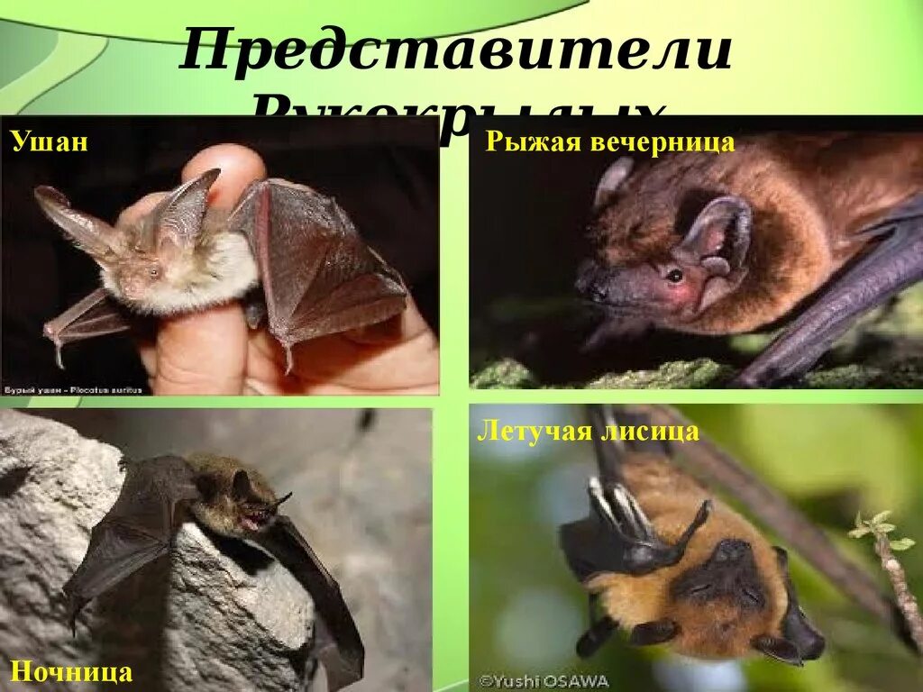 Рукокрылые млекопитающие представители. Рукокрылые представители. отряд отряд рукокрылые.. отряд насекомоядные рукокрылые.