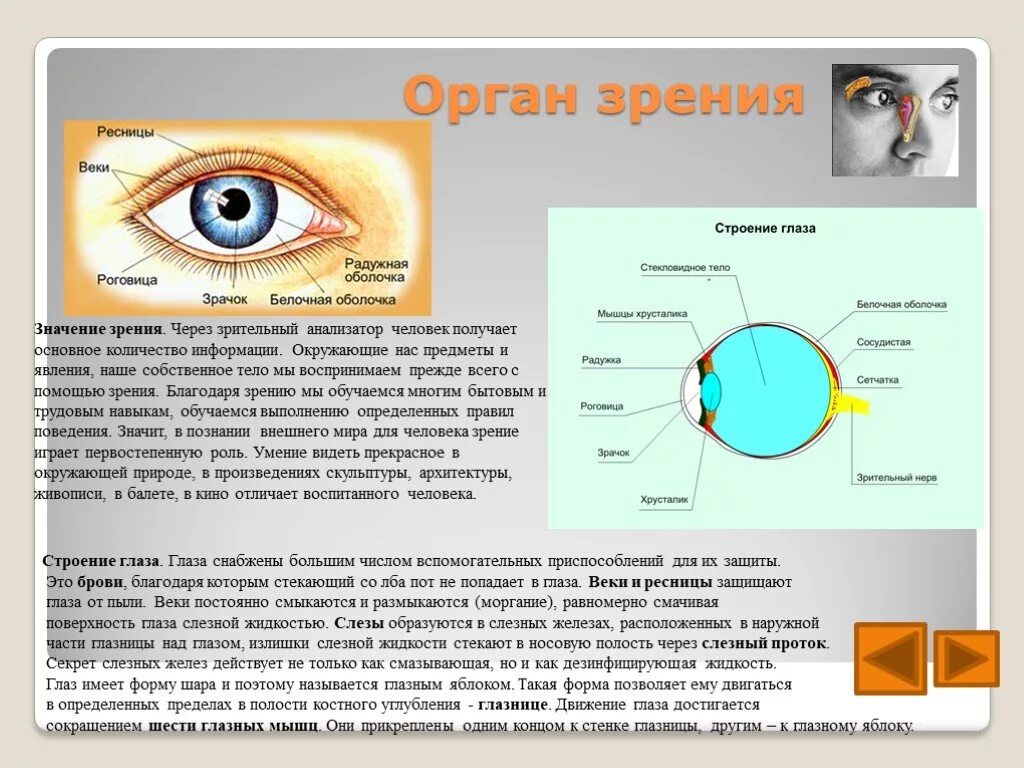 Органы чувств человека глаз орган зрения анатомия. Доклад на тему глаз. Орган зрения строение глаза. Орган зрения презентация.