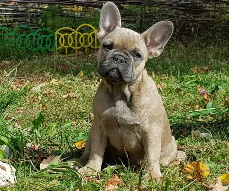 фр. окрас лилак французский бульдог. голубой мерле бульдог. голубо палевый французский бульдог. бульдог голубо-подпалый.