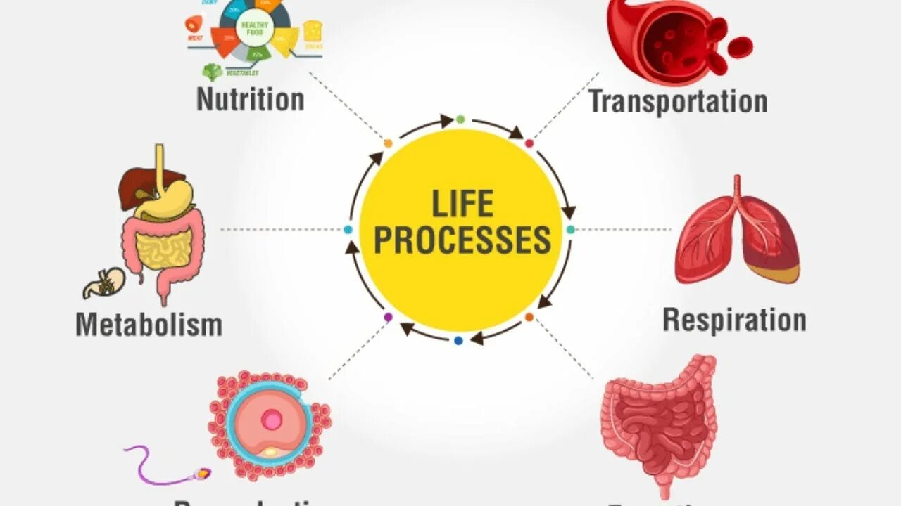 Was in the process of. Life processes. life processes in plants. biology life. in life.